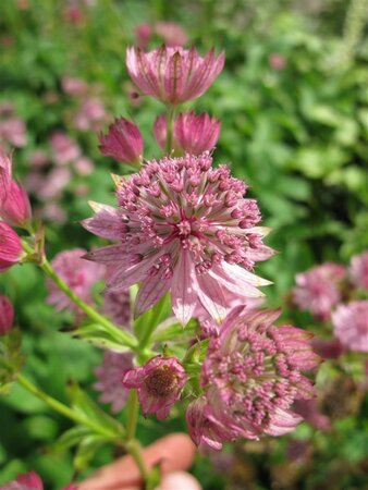 Astrantia maj. 'Pink Pride' geen maat specificatie 0,55L/P9cm - afbeelding 3