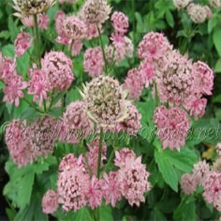 Astrantia maj. 'Pink Pride' geen maat specificatie 0,55L/P9cm - afbeelding 3