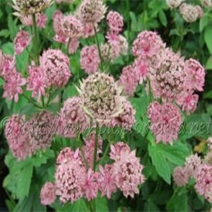 Astrantia maj. 'Pink Pride' geen maat specificatie 0,55L/P9cm - afbeelding 3