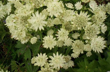 Astrantia maj. 'Superstar' geen maat specificatie 0,55L/P9cm - afbeelding 1
