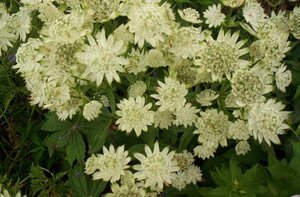 Astrantia maj. 'Superstar' geen maat specificatie 0,55L/P9cm