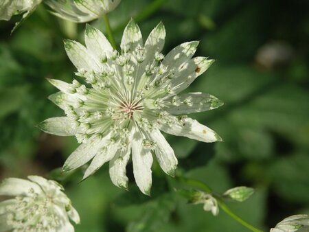 Astrantia maj. 'Superstar' geen maat specificatie 0,55L/P9cm - afbeelding 2