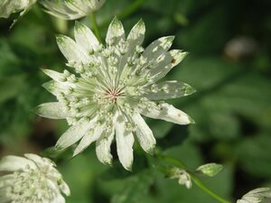 Astrantia maj. 'Superstar' geen maat specificatie 0,55L/P9cm - afbeelding 2