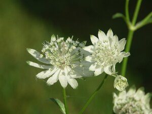 Astrantia maj. 'Superstar' geen maat specificatie 0,55L/P9cm - afbeelding 3