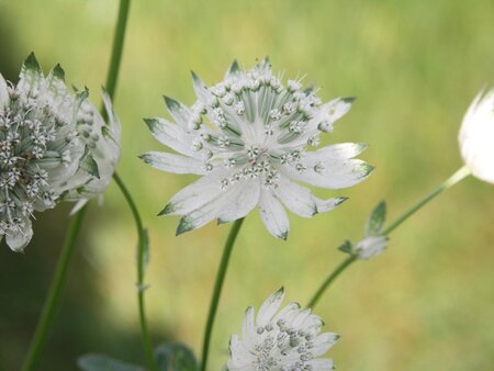 Astrantia maj. 'Superstar' geen maat specificatie 0,55L/P9cm - afbeelding 4