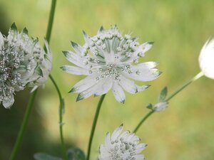 Astrantia maj. 'Superstar' geen maat specificatie 0,55L/P9cm - afbeelding 4