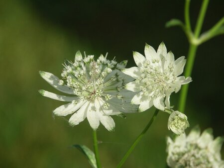 Astrantia maj. 'Superstar' geen maat specificatie 0,55L/P9cm - image 3