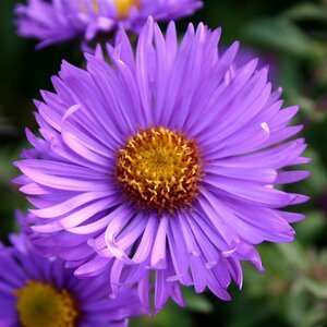 Aster n.-a. 'Barr's Blue' geen maat specificatie 0,55L/P9cm - afbeelding 2