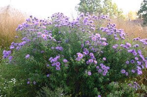 Aster n.-a. 'Barr's Blue' geen maat specificatie 0,55L/P9cm - afbeelding 3