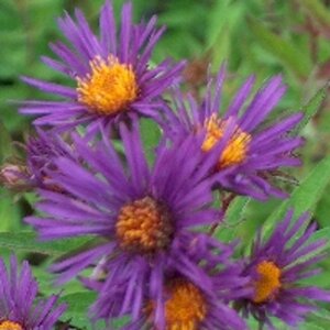 Aster n.-a. 'Barr's Blue' geen maat specificatie 0,55L/P9cm - afbeelding 4