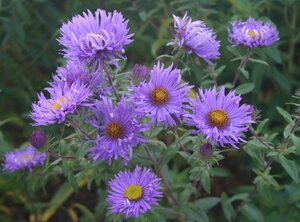 Aster n.-a. 'Barr's Blue' geen maat specificatie 0,55L/P9cm - afbeelding 5