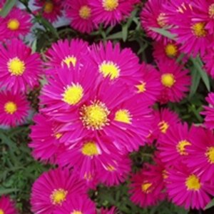 Aster n.-b. 'Crimson Brocade' geen maat specificatie 0,55L/P9cm
