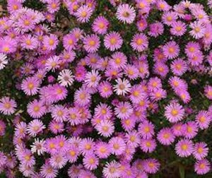 Aster (D) 'Peter Harrison' geen maat specificatie 0,55L/P9cm - afbeelding 1