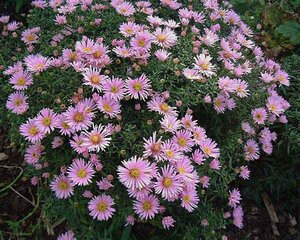 Aster (D) 'Peter Harrison' geen maat specificatie 0,55L/P9cm - afbeelding 2