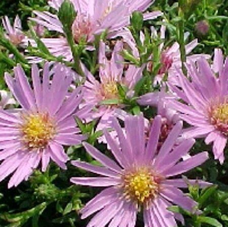 Aster (D) 'Peter Harrison' geen maat specificatie 0,55L/P9cm - afbeelding 3