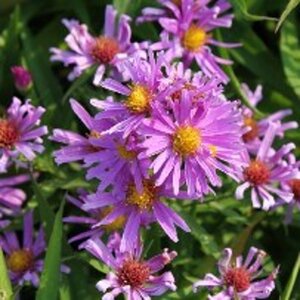 Aster (D) 'Peter Harrison' geen maat specificatie 0,55L/P9cm - afbeelding 4