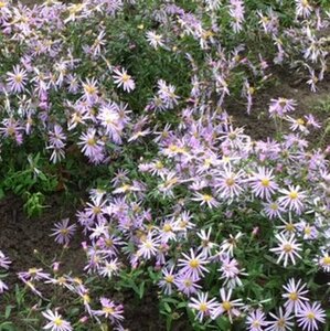 Aster pyrenaeus 'Lutetia' geen maat specificatie 0,55L/P9cm - afbeelding 1