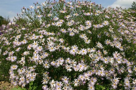 Aster pyrenaeus 'Lutetia' geen maat specificatie 0,55L/P9cm - afbeelding 3