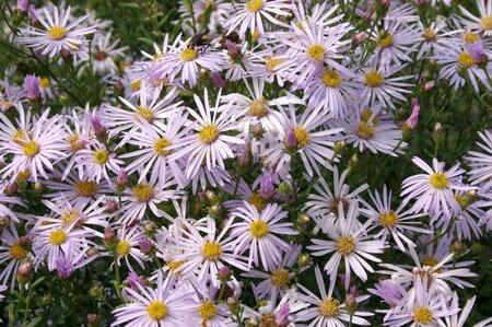 Aster pyrenaeus 'Lutetia' geen maat specificatie 0,55L/P9cm - afbeelding 4