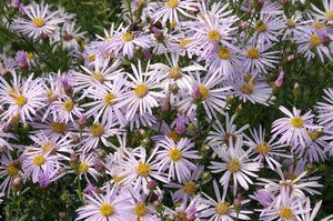 Aster pyrenaeus 'Lutetia' geen maat specificatie 0,55L/P9cm - afbeelding 4