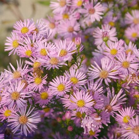 Aster 'Pink Star' geen maat specificatie 0,55L/P9cm - afbeelding 1