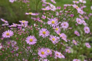 Aster 'Pink Star' geen maat specificatie 0,55L/P9cm - afbeelding 3