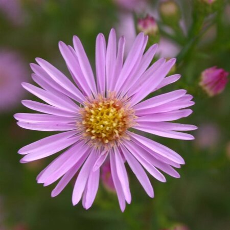 Aster 'Pink Star' geen maat specificatie 0,55L/P9cm - afbeelding 4