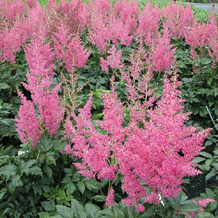 Astilbe (J) 'Rheinland' geen maat specificatie 0,55L/P9cm - afbeelding 1