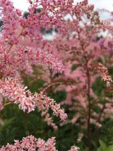 Astilbe (J) 'Rheinland' geen maat specificatie 0,55L/P9cm