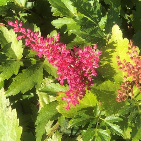 Astilbe (J) 'Red Sentinel' geen maat specificatie 0,55L/P9cm - afbeelding 1