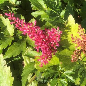 Astilbe (J) 'Red Sentinel' geen maat specificatie 0,55L/P9cm