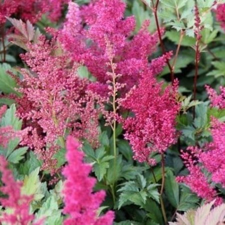 Astilbe (J) 'Red Sentinel' geen maat specificatie 0,55L/P9cm - afbeelding 2