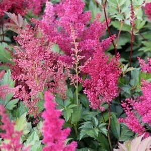 Astilbe (J) 'Red Sentinel' geen maat specificatie 0,55L/P9cm - afbeelding 2