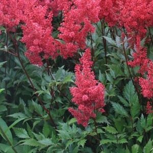 Astilbe (J) 'Red Sentinel' geen maat specificatie 0,55L/P9cm - afbeelding 3