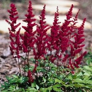 Astilbe (A) 'Spinell' geen maat specificatie 0,55L/P9cm - afbeelding 1