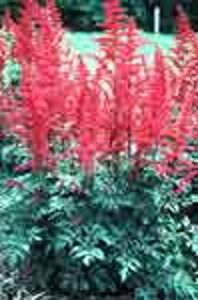 Astilbe (A) 'Spinell' geen maat specificatie 0,55L/P9cm - afbeelding 2