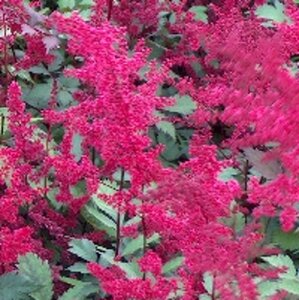 Astilbe (A) 'Spinell' geen maat specificatie 0,55L/P9cm - afbeelding 3
