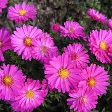 Aster (D) 'Starlight' geen maat specificatie 0,55L/P9cm - afbeelding 1