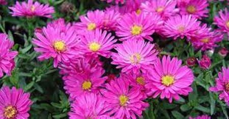 Aster (D) 'Starlight' geen maat specificatie 0,55L/P9cm - afbeelding 2