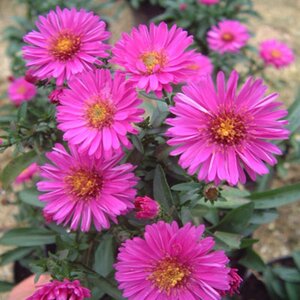 Aster (D) 'Starlight' geen maat specificatie 0,55L/P9cm - afbeelding 3