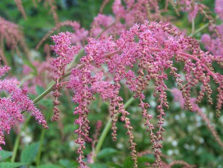 Astilbe (T) 'Straussenfeder' geen maat specificatie 0,55L/P9cm