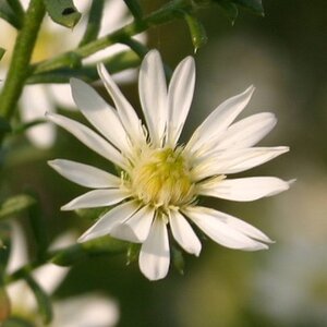 Aster ericoides 'Schneetanne' geen maat specificatie 0,55L/P9cm - afbeelding 1