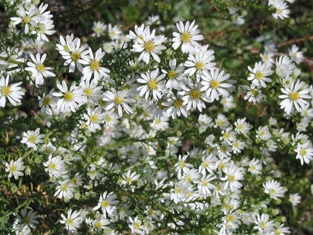 Aster ericoides 'Schneetanne' geen maat specificatie 0,55L/P9cm - afbeelding 2