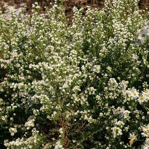 Aster ericoides 'Schneetanne' geen maat specificatie 0,55L/P9cm - afbeelding 3