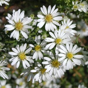 Aster ericoides 'Schneetanne' geen maat specificatie 0,55L/P9cm - afbeelding 4