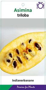 Asimina triloba 50-60 cm cont. 5,0L - afbeelding 3