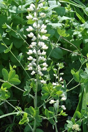 Baptisia a. 'Alba' geen maat specificatie 0,55L/P9cm - afbeelding 1