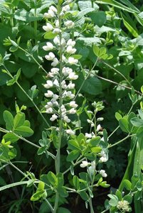 Baptisia a. 'Alba' geen maat specificatie 0,55L/P9cm