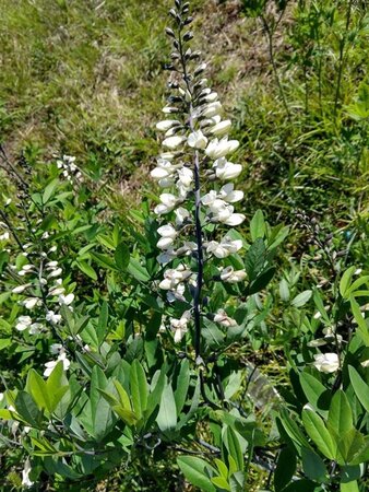 Baptisia a. 'Alba' geen maat specificatie 0,55L/P9cm - afbeelding 2