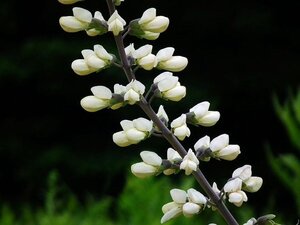 Baptisia a. 'Alba' geen maat specificatie 0,55L/P9cm - afbeelding 3
